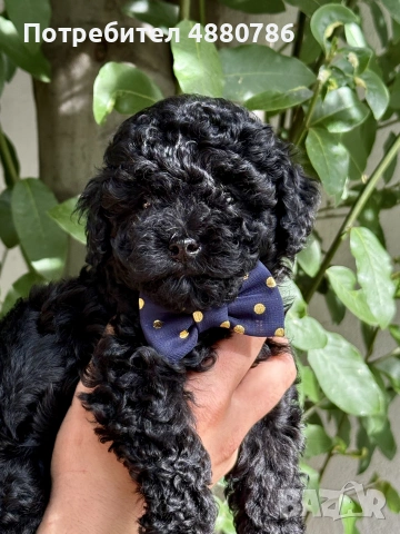 Той пудел/Toy poodle/Чистокръвни той пуделчета (черни и ред/априкот), снимка 3 - Пудели - 55224165