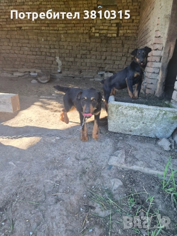 продавам ягдтериери, снимка 10 - Ягдтериер - 54717240