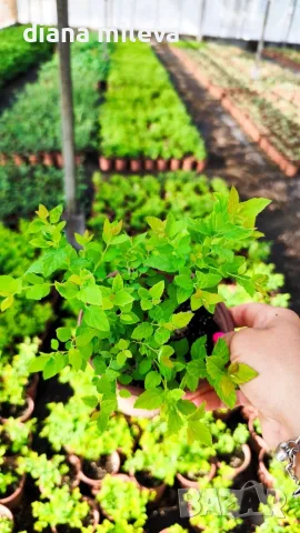 Японска спирея Голден принцес, Spiraea japonica Golden princess, снимка 15 - Градински цветя и растения - 55417808