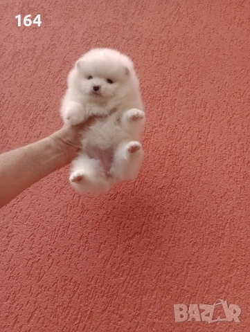 Померани. Прекрасен избор! Реални снимки!, снимка 14 - Померан - 54135372