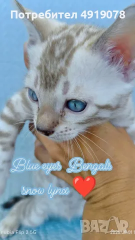  Женска бенгалска котка, Bengal Snow Lynx, 