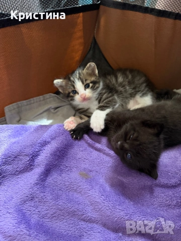 Котенца си търсят дом!, снимка 4 - Други - 54367329