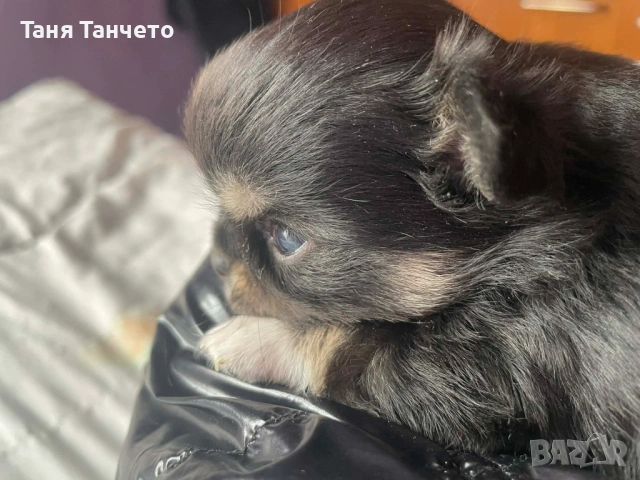 Чихуахуа Възможност за доставка , снимка 5 - Чихуахуа - 53994420