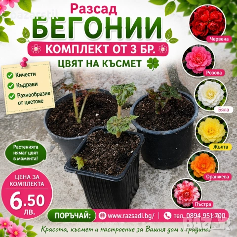 Бегонии - комплект от 3 броя - разсад