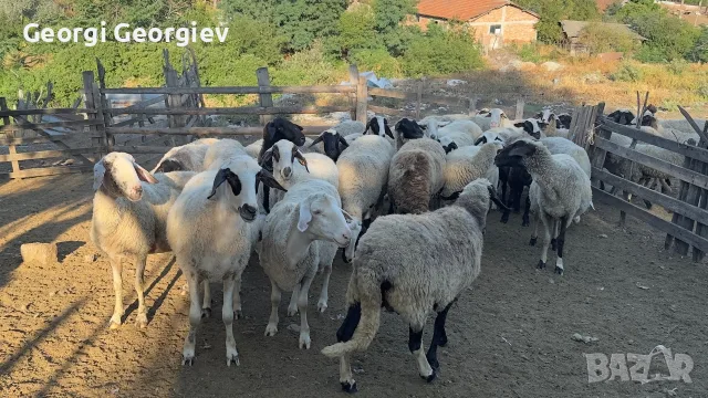 Продавам стадо от 240 овце - млади, здрави и добре гледани, снимка 2 - Овце - 55331380
