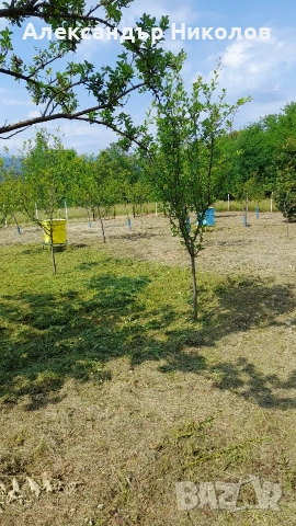 Продава се парцел в село Пецовци, снимка 10 - Парцели - 55091766