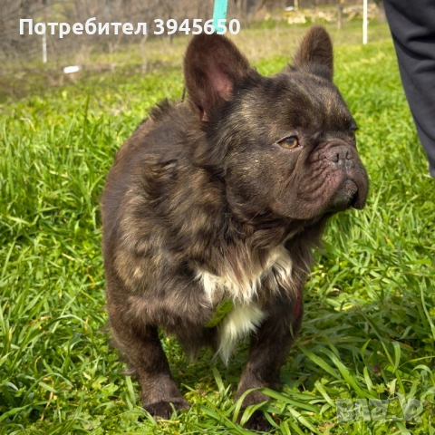 Fluffy френски булдог 