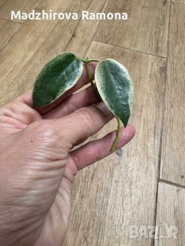 Hoya Хоя Archboldiana Variegata 