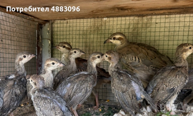 Тракийски кеклик