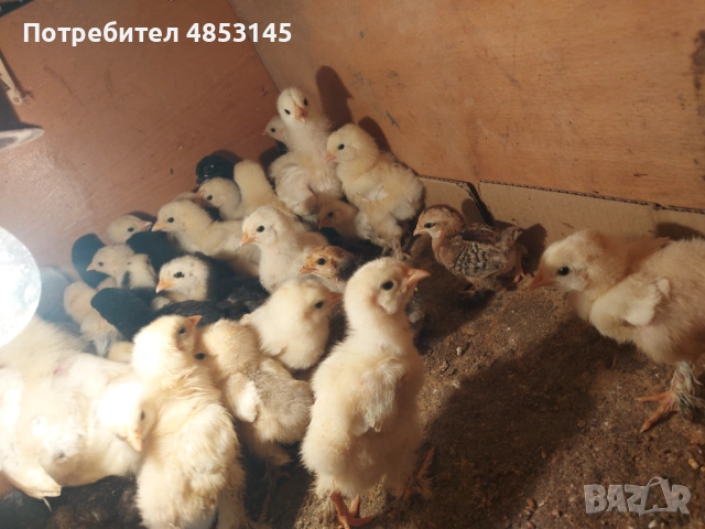 Пилета, снимка 2 - Кокошки и пуйки - 54857196