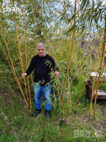 разсад от жълт бамбук