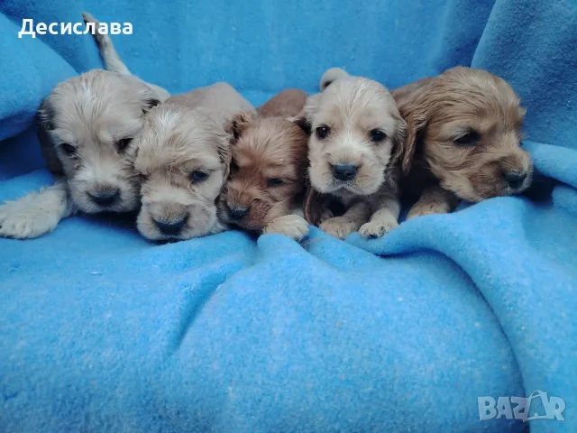 Кокер шпаньоли., снимка 2 - Кокер шпаньол - 55303861