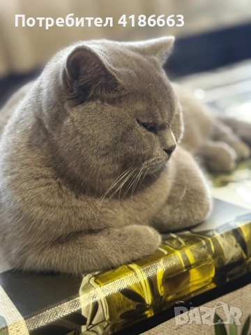 Британска късокосместа цвят люляк търси дама, снимка 7 - Британска късокосместа - 54313520