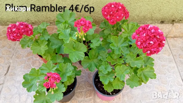Сортово мушкато Pelargonium Plum Rambler 