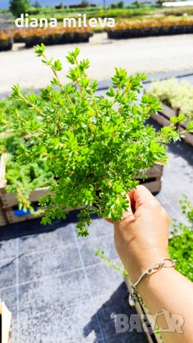 Потентила, Potentilla fruticosa 'Daydawn', студоустойчива и многогодишна, снимка 11 - Градински цветя и растения - 54795646