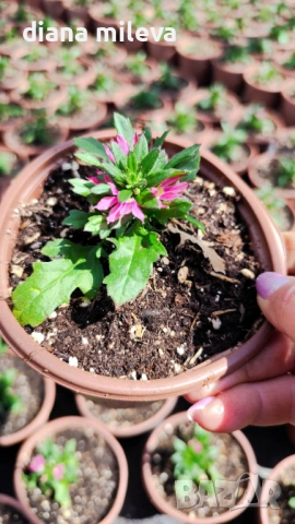 Скаевола - лилава, бяла и розова!!, снимка 13 - Градински цветя и растения - 54161547