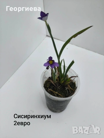 градински растения , снимка 2 - Сортови семена и луковици - 54944668