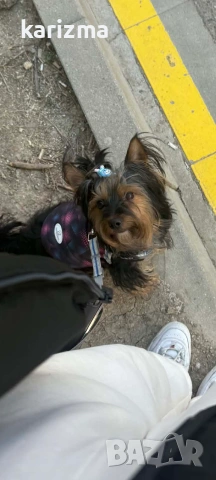 йорки 🐶🐶🐶, снимка 5 - Йоркширски териер - 54184001