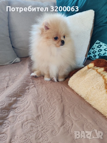 Померан мини размер мъжко., снимка 13 - Померан - 54032504