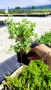 Потентила, Potentilla fruticosa 'Abbotswood', студоустойчива и многогодишна, снимка 4
