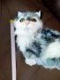Реалистично коте, плюшена играчка имитираща котка, снимка 6