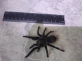 Tarantula - Продавам Тарантyли от снимите - получавате това което виждате, снимка 2