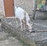 Продавам мъжко яренце, снимка 3