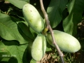 Asimina triloba, Асимина, Пау-пау, Индиански банан, снимка 5