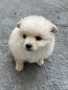 Померан-Мини шпиц, снимка 3