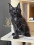 Мейн кун котенца / Мейн куун котенца / Maine coon kittens, снимка 1