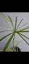 Водна палма, циперус, Cyperus alternifolius variegata, снимка 3