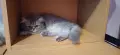 Персийски котета, снимка 4