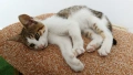 Подарявам малко котенце - момченце, снимка 5