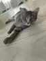 Котки Чинчили и Британка, снимка 3