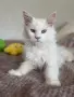 Котенца Мейн Куун, снимка 1