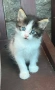 Подарявам котенца, снимка 1