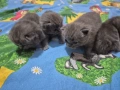 Британска Късокосместа бебета, снимка 4