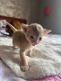 Абисинско котенце – момче, цвят Fawn (Фавн), снимка 3