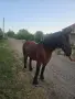 Продава се ! Много кротък , снимка 2