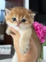 Британски котета, снимка 1