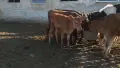 продавам теле жарсе , снимка 2