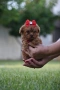 Той пудел Toy poodle, снимка 1