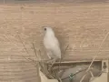 японски амадини , снимка 4