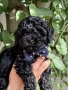 Той пудел/Toy poodle/Чистокръвни той пуделчета (черни и ред/априкот), снимка 3