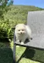 Померан момче със втора ваксина, снимка 5