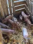 Малки прасенца за продан, снимка 4