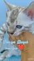  Женска бенгалска котка, Bengal Snow Lynx, , снимка 1