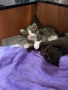 Котенца си търсят дом!, снимка 4