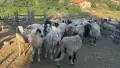 Продавам стадо от 240 овце - млади, здрави и добре гледани, снимка 2