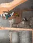 Разменям за неофеми, снимка 2